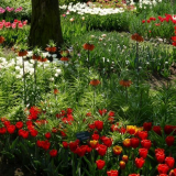 Květinářský lunární kalendář na rok 2022: příznivé dny pro zahradní květiny a pokojové rostliny, setí, sázení a přesazování